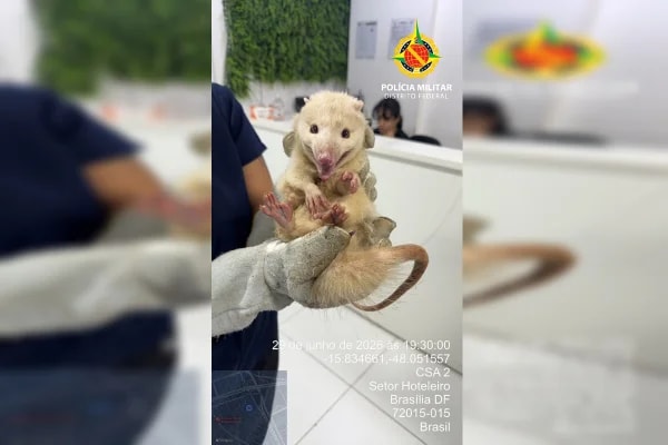 Raro, Saruê albino é resgatado dando rolê em shopping no DF