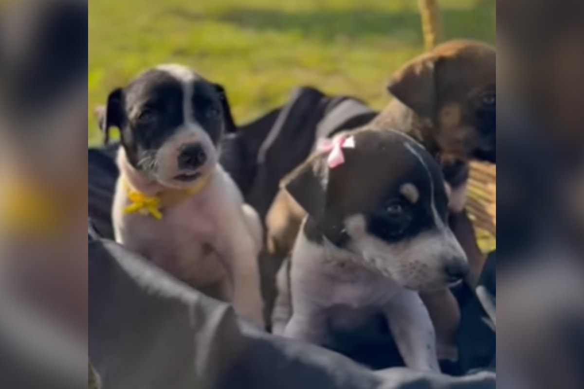 Superação: cães abandonados em lixão ganham lar após resgate da PM
