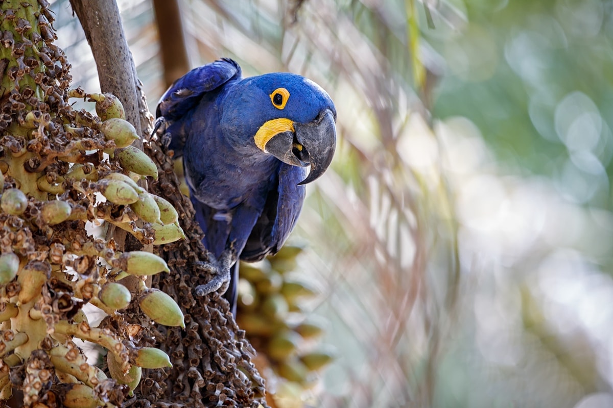 Nova lista da fauna ameaçada inclui arara-azul, bugio-preto e tamanduaí