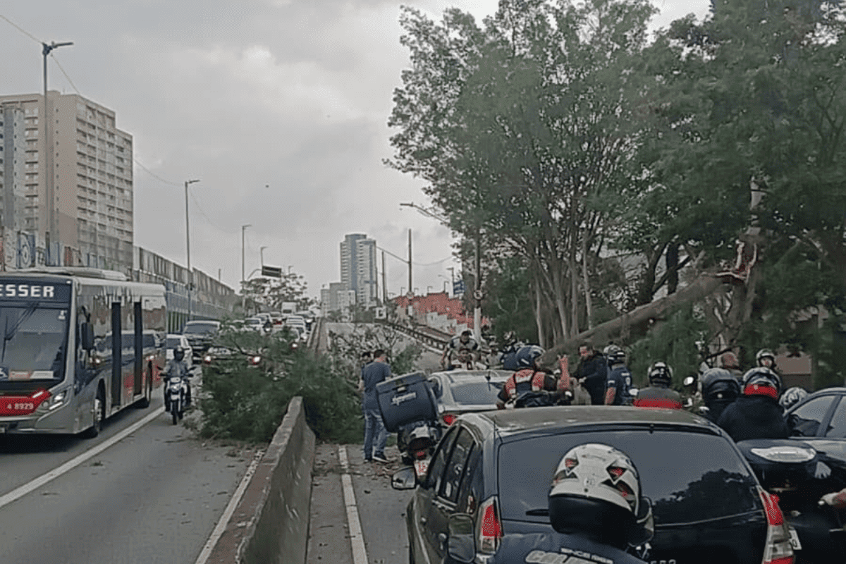 Em meio à forte ventania, árvore cai na Radial Leste e interdita via