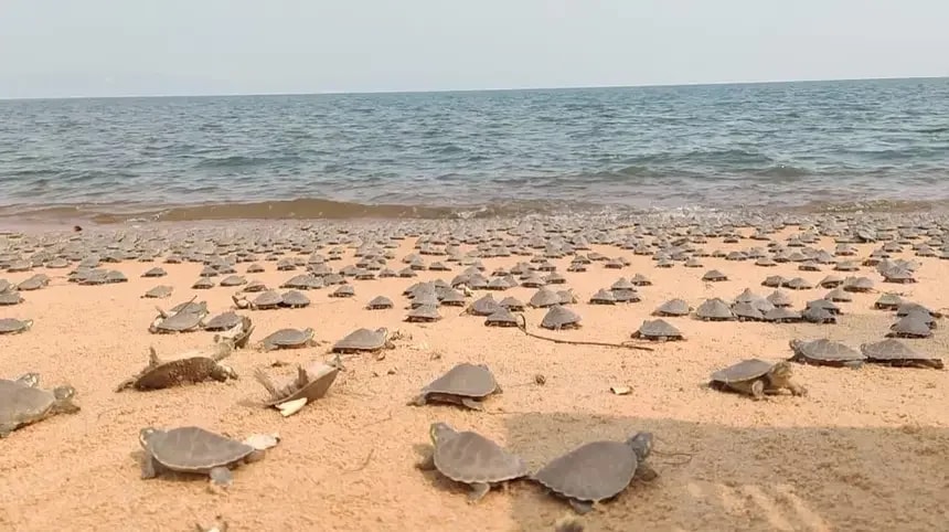 Animais aquáticos da Amazônia também sofrem com calor e aumento da temperatura da água, provenientes do El Niño