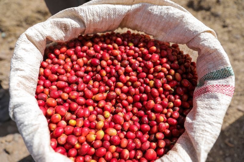 Café arábica do Brasil pode mais que dobrar os estoques certificados