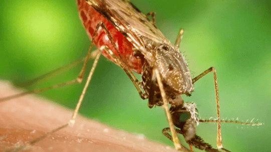 SUS vai disponibilizar nova vacina pneumocócita para crianças