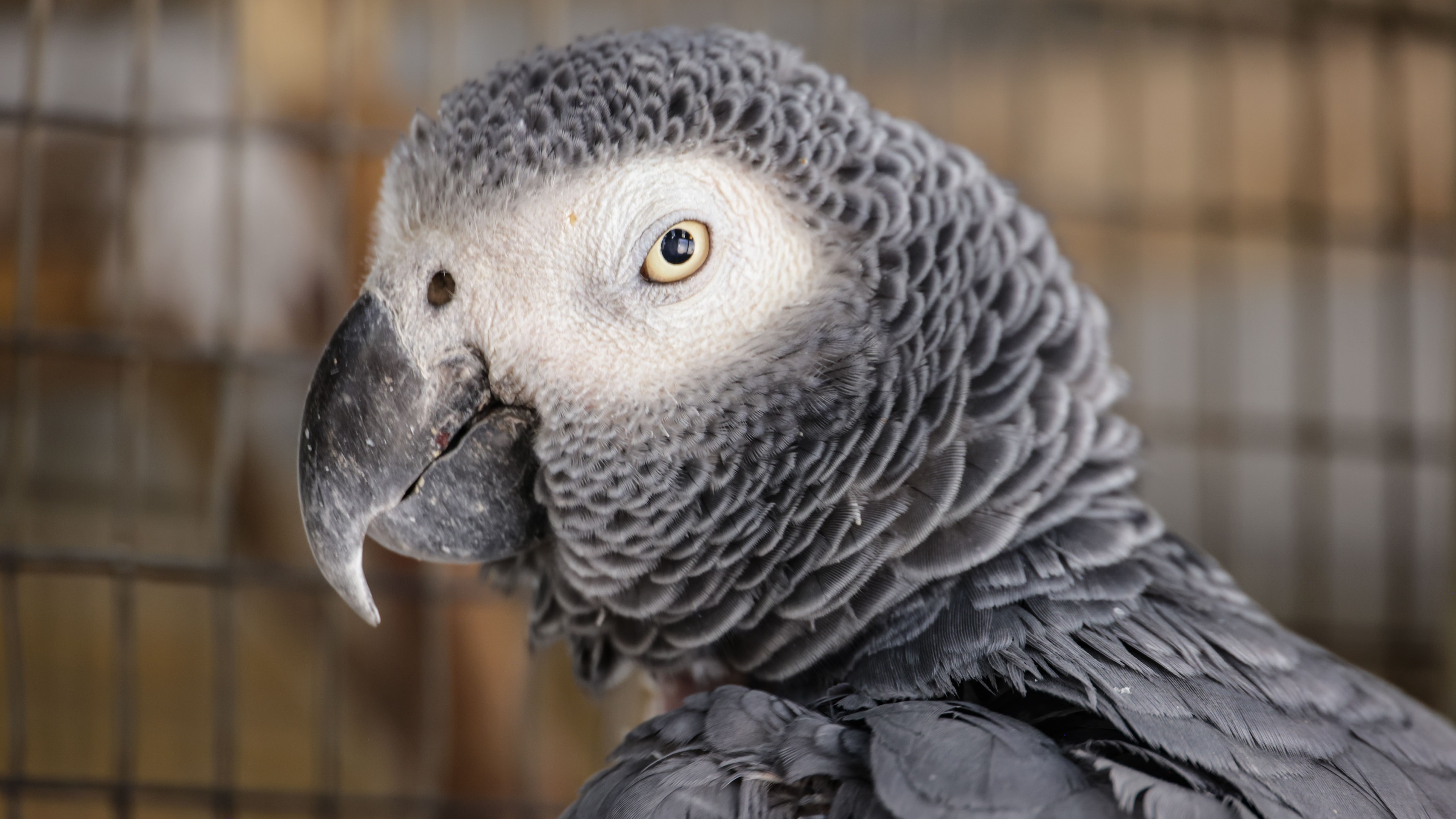 Araras “conversam” com humanos? Entenda o que acontece no cérebro das aves