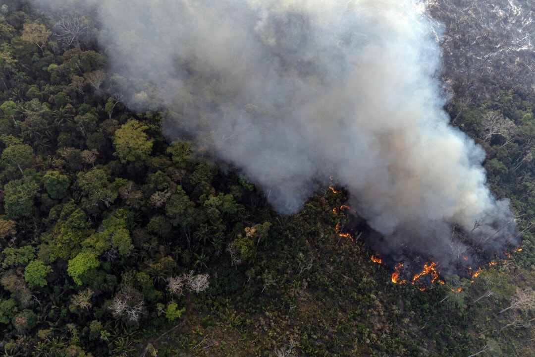 Emissões por desmatamento e mudanças no uso da terra caem 15% em 2025, mostra levantamento