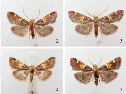 Cientistas batizam nova espécie de mariposa em homenagem ao Papa Leão XIV