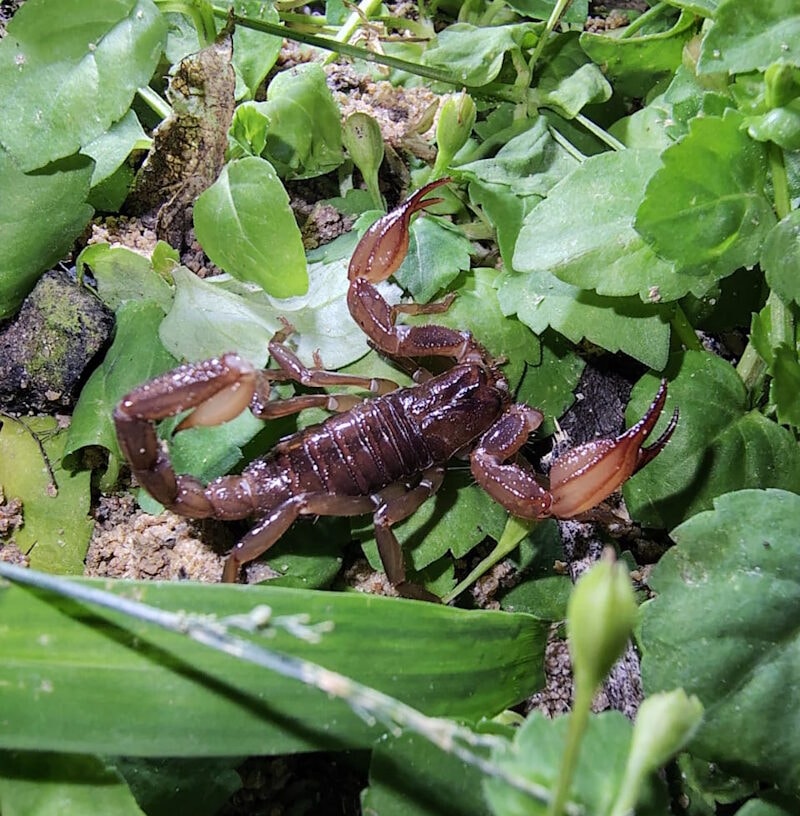 Descoberta de novas espécies de escorpiões na Amazônia amplia conhecimento sobre a biodiversidade da região