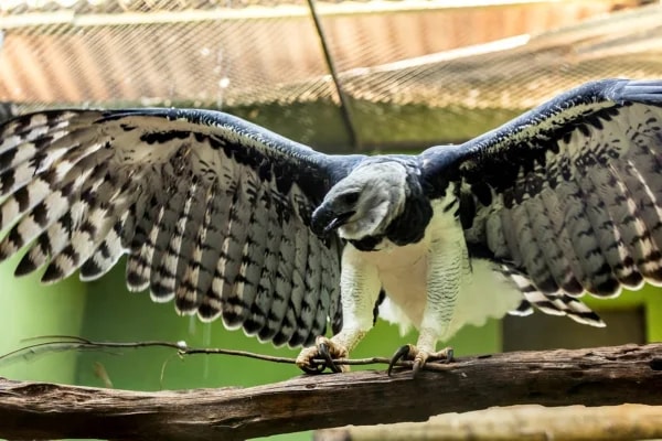 Zoológico de Brasília recebe harpia para formar casal reprodutivo