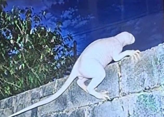 “Chupacabra” que ataca galinhas é fotografado em cidade no México e equipe é mobilizada para tentar encontrar criatura