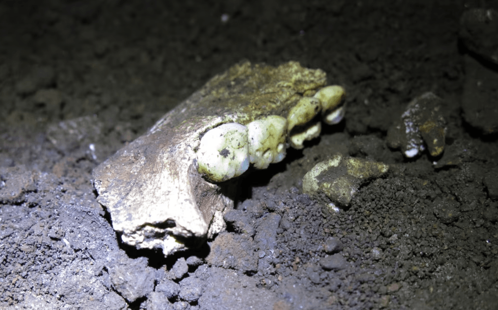 Pesquisadores encontram DNA humano antigo em cavernas ibéricas