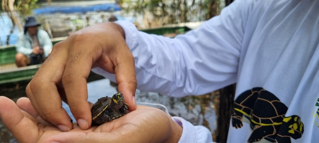 Mais de 10 mil tracajás são soltos no Amazonas, em ação do Instituto Claro e UFAM