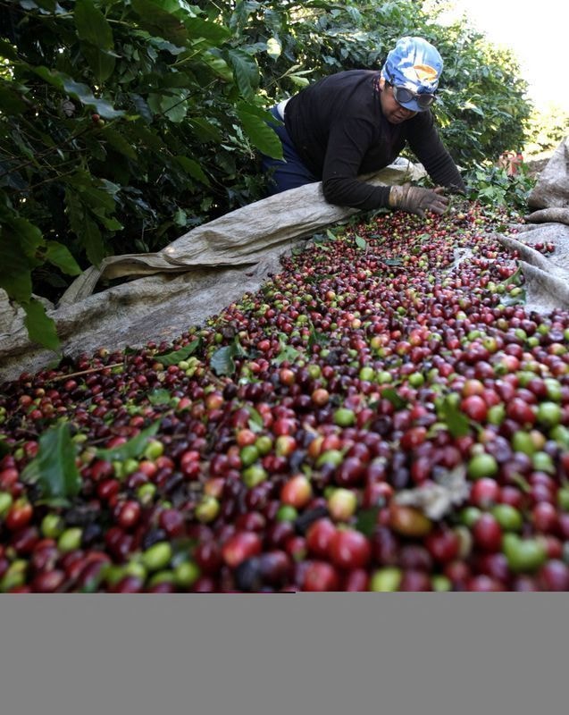 Caso da Cooxupé vence maior competição acadêmica do agronegócio mundial