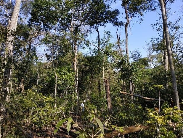 Governo atualiza lista nacional com 3.730 plantas ameaçadas