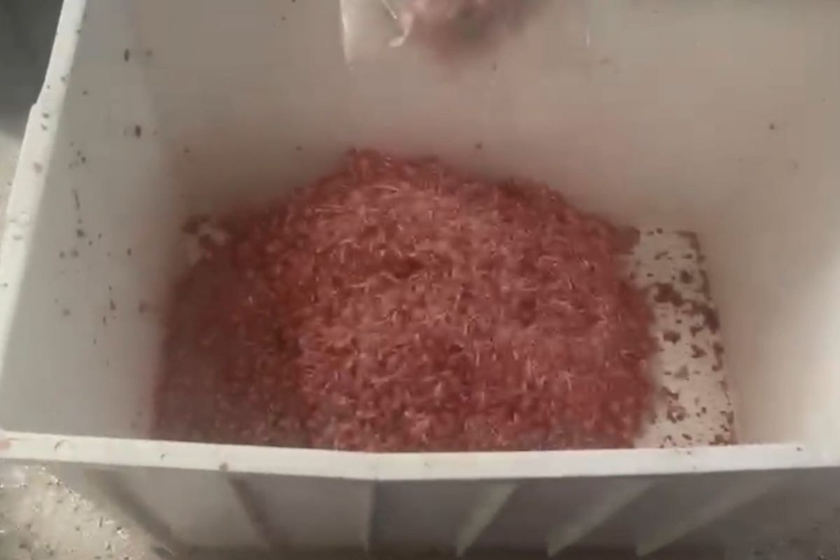 Polícia apreende cerca de 3 toneladas de carne estragada em Campinas. Veja vídeo