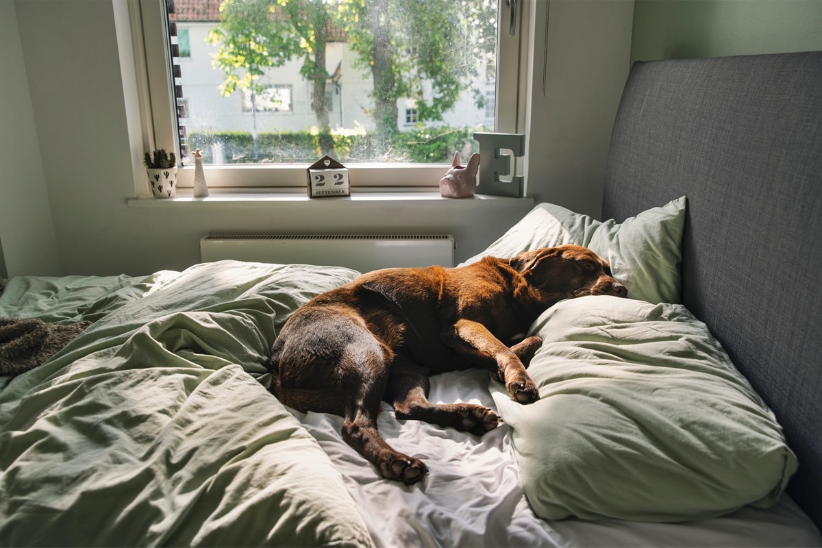 O pet tem mania de dormir no seu travesseiro? Afeto explica comportamento