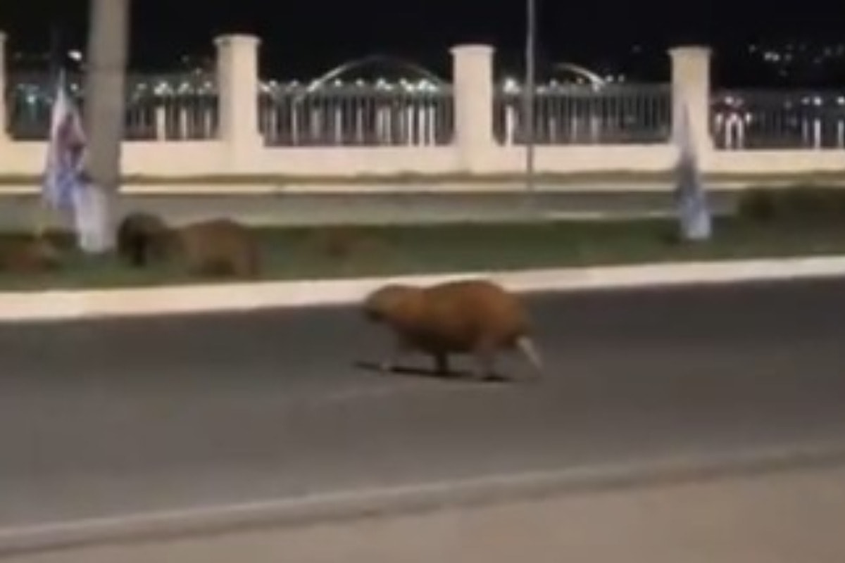 Motorista foge após atropelar e matar capivara que atravessava rua no Lago