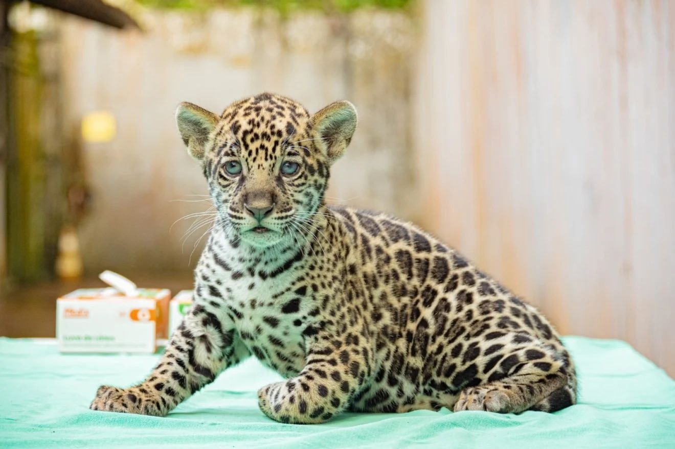 “Onça-pintada das nuvens” é visto pela primeira vez em 10 anos em Honduras