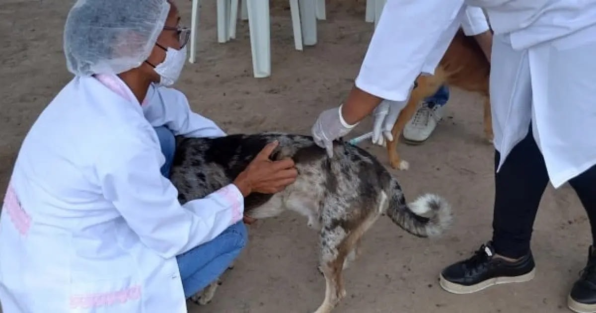 Saúde do DF inicia vacinação antirrábica para cães e gatos