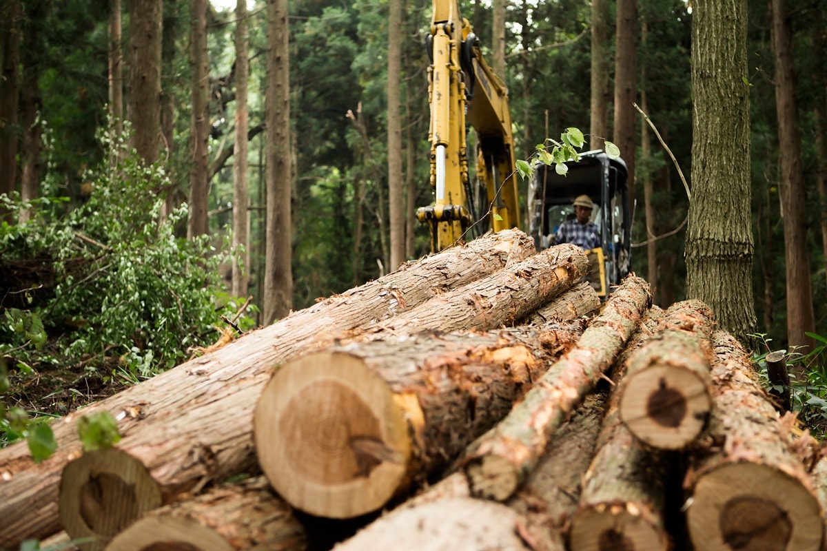 Desmatamento no Brasil fica abaixo de 1 milhão de hectares em 2025