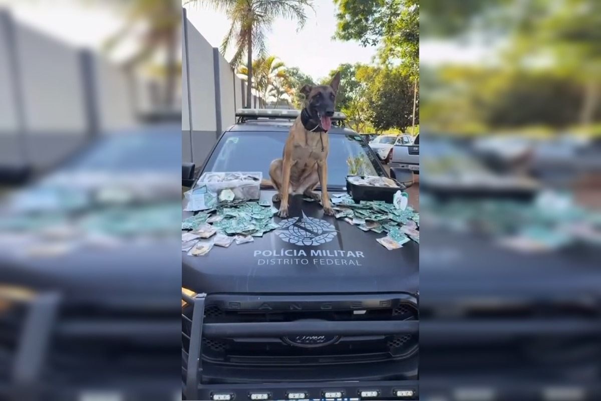 Cão da PMDF encontra 184 "biscoitos do bagulho" escondidos em mala na Rodoviária de Brasília