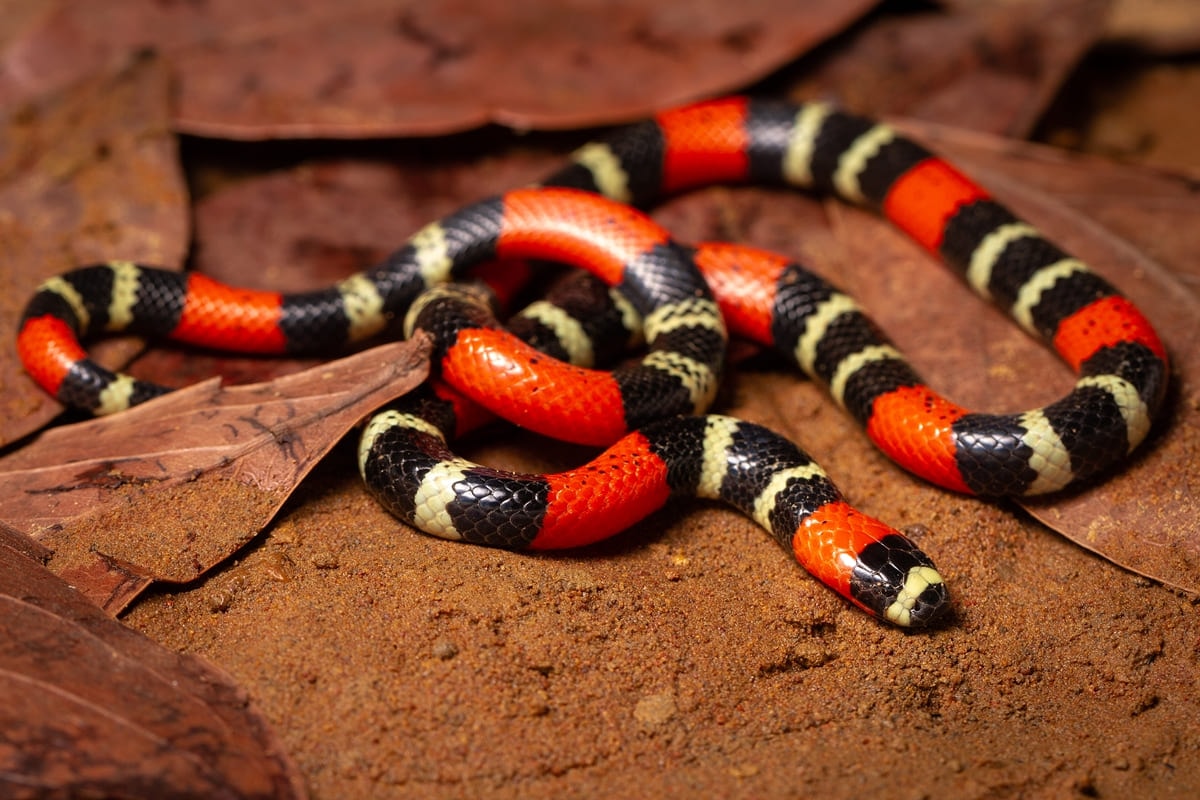 Mito de identificar cobra coral pela ordem das cores traz risco grave