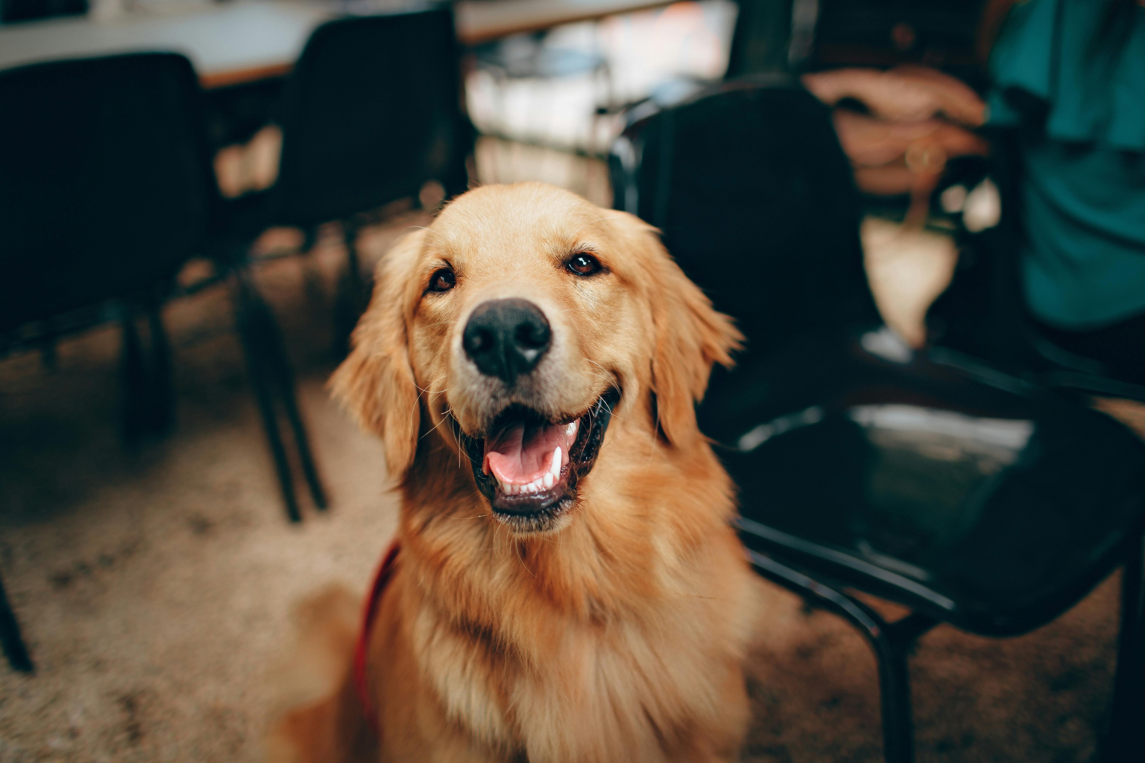 Projeto pode permitir enterro de pets junto aos tutores em Porto Alegre