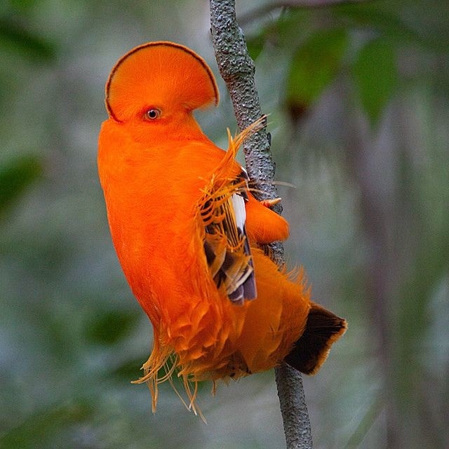 Conheça técnicas de conquistas de oito animais amazônicos