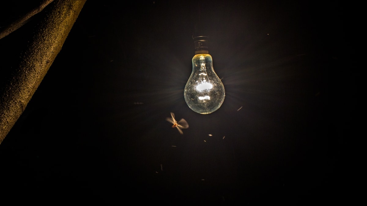 Águas Claras, Jardim Botânico e Samambaia ficarão sem luz nesta sexta