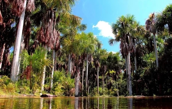 #Série l Superfrutas da Amazônia: Buriti, o fruto da “árvore da vida”