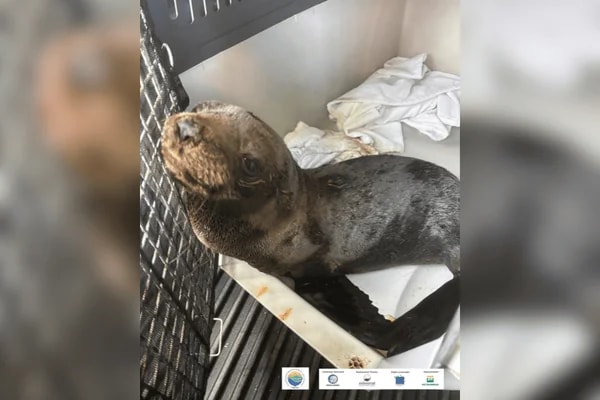 Lobo-marinho machucado é resgatado no litoral de São Paulo