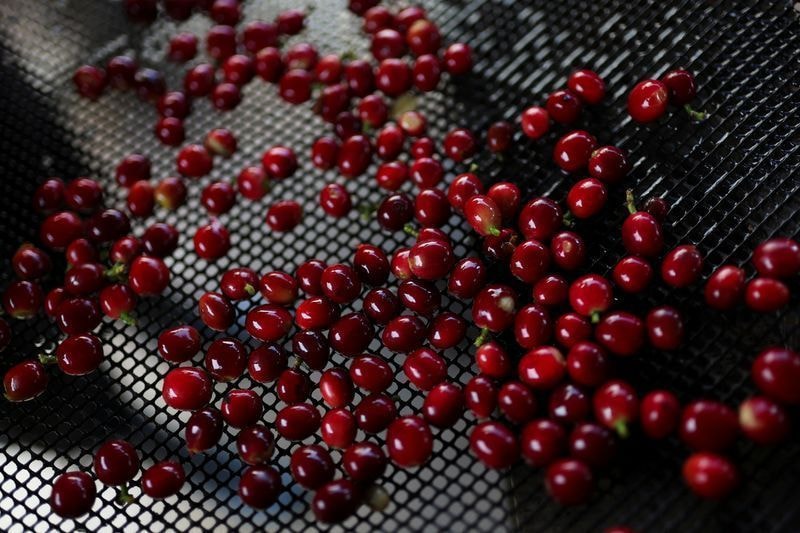 Safra de café robusta do Espírito Santo deve cair, diz Cooabriel