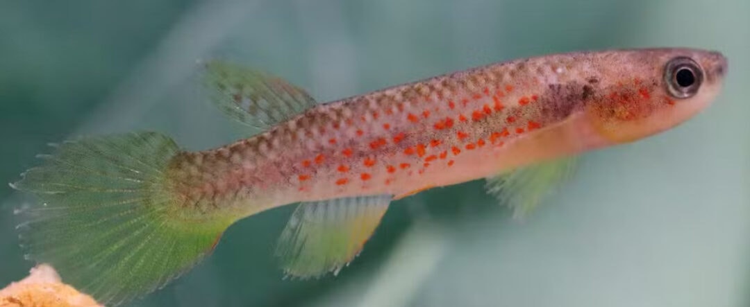 ‘Peixe das nuvens’, espécie recém-descoberta no Amapá corre risco de extinção; entenda