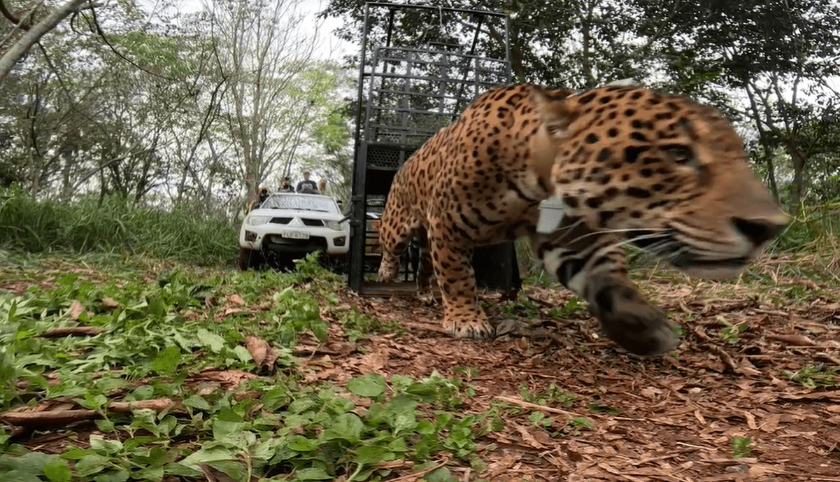 Homem morre por reação alérgica após ser picado por formiga em Goiás