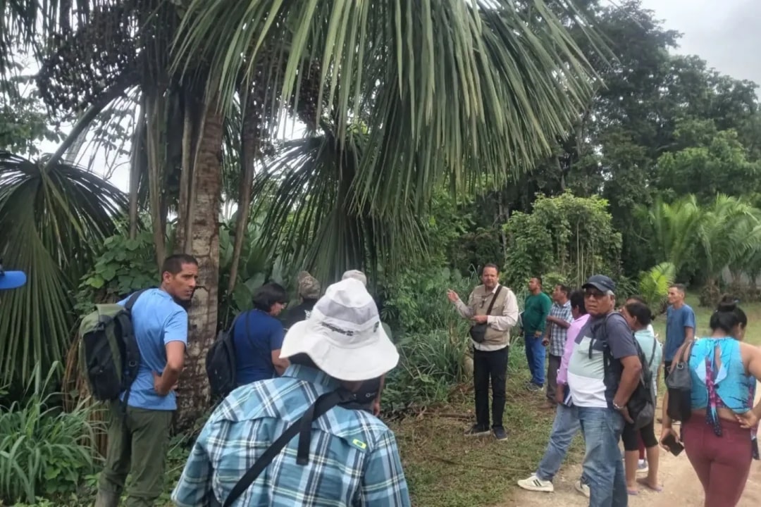 Pesquisa peruana promove uso sustentável do buriti