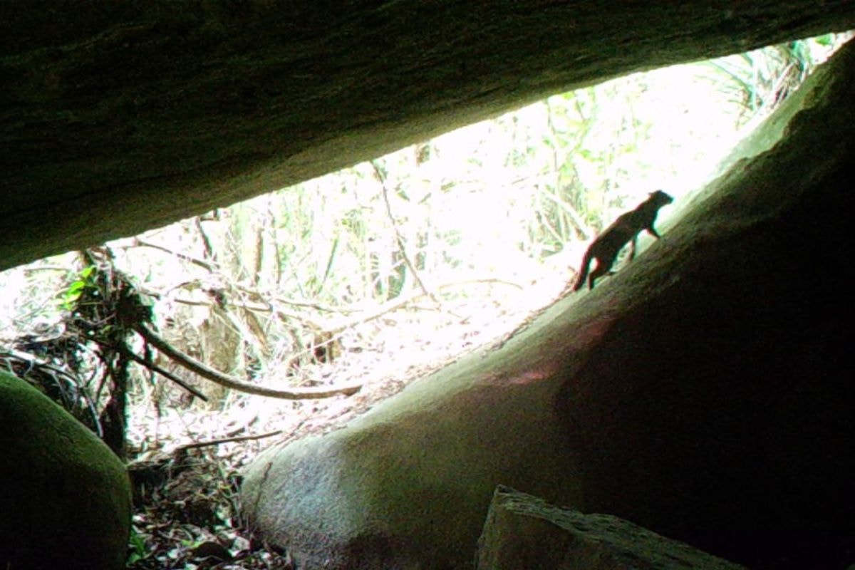 Gato-do-mato-pequeno é visto pela primeira vez em parque no RJ