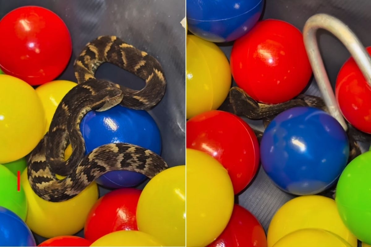 Jararaca é encontrada em piscina de bolinhas de restaurante em SP. Vídeo