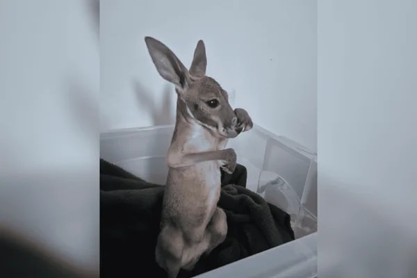 Rejeitada pela mãe, filhote de canguru começa nova etapa de recuperação