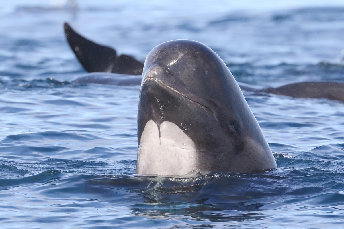 Orcas caçadoras de tubarão-branco têm medo de golfinhos pequenos