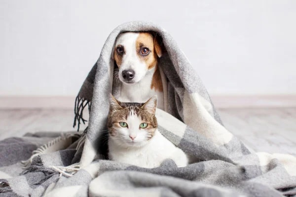 Cidade do RJ permite sepultamento de pets em jazigos de tutores
