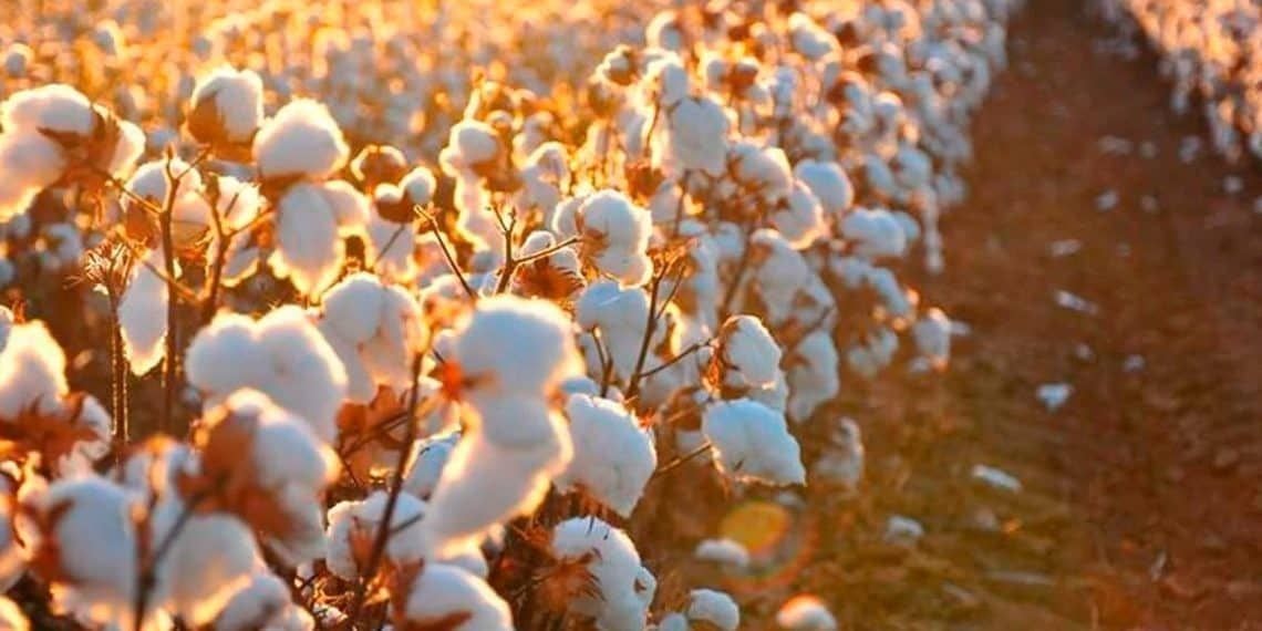 FAO: Brasil deve liderar indicador global de sustentabilidade no agro