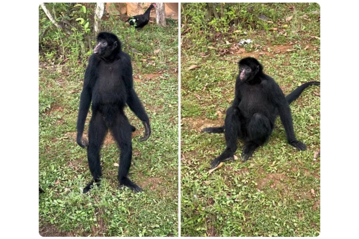 Macaco ameaçado de extinção viaja do DF para SP e vai viver com 3 fêmeas