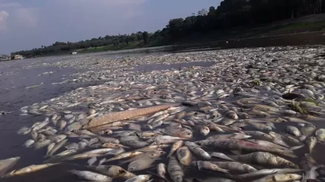 Ar seco provocado pelo El Niño voltar a ameaçar peixes e anfíbios da Amazônia