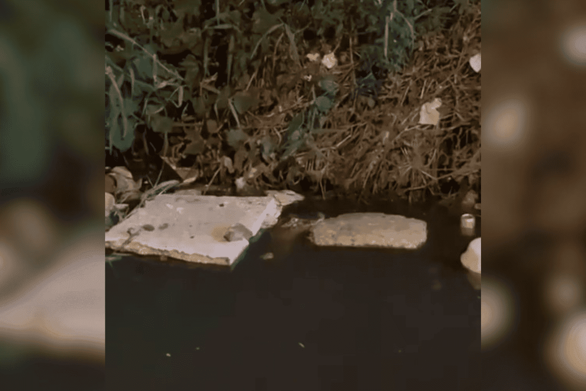 Aparição de jacaré nadando em canal assusta moradores do litoral de SP. Veja vídeo