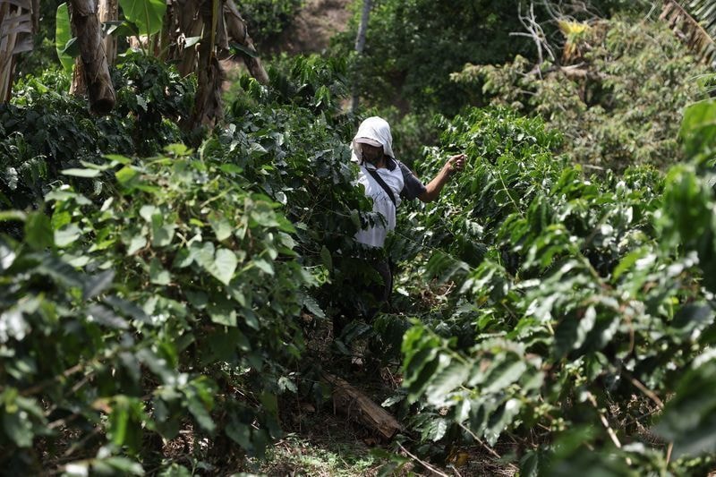Espírito Santo testa gás natural na secagem de café em projeto inédito