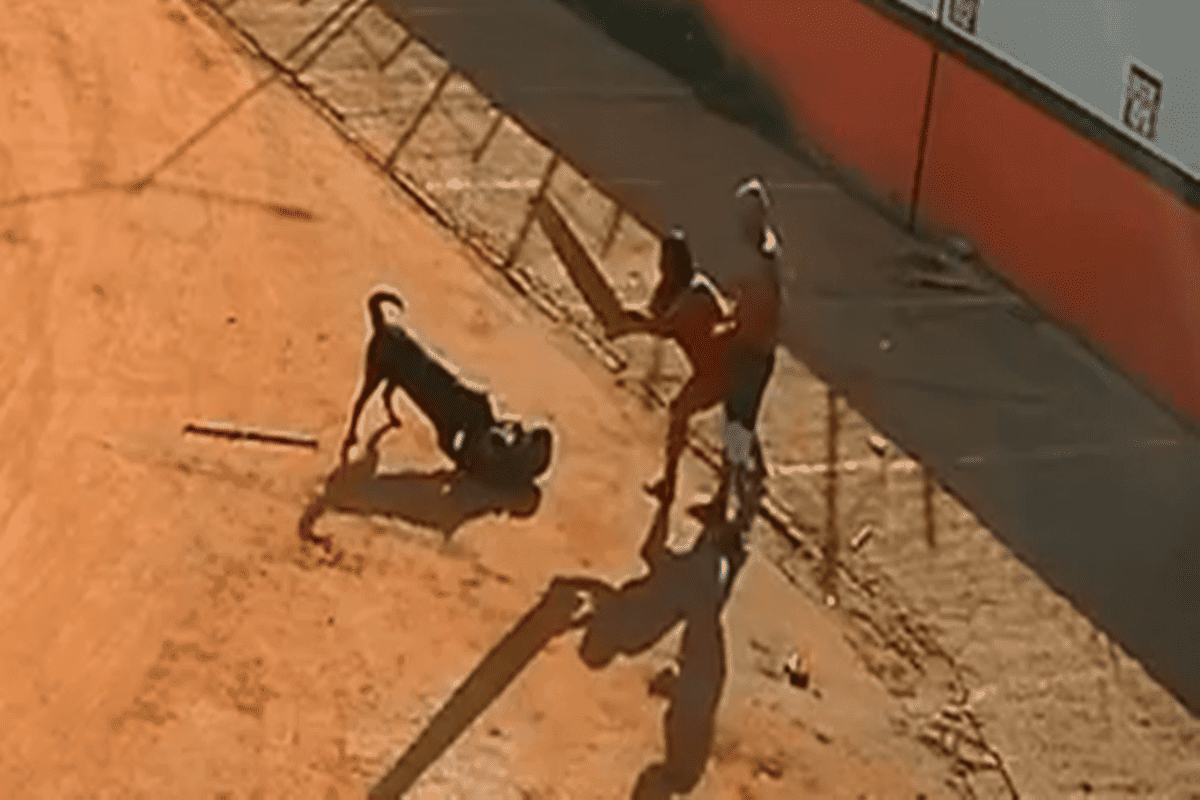 Polícia Civil investiga ataque a cãozinho mascote de delegacia no DF. Veja vídeo