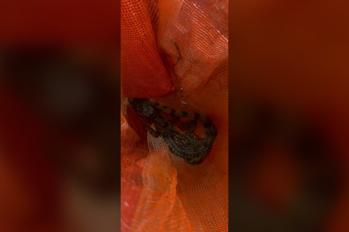 PCERJ apreende filhote de jacaré escondido em sacola dentro de carro