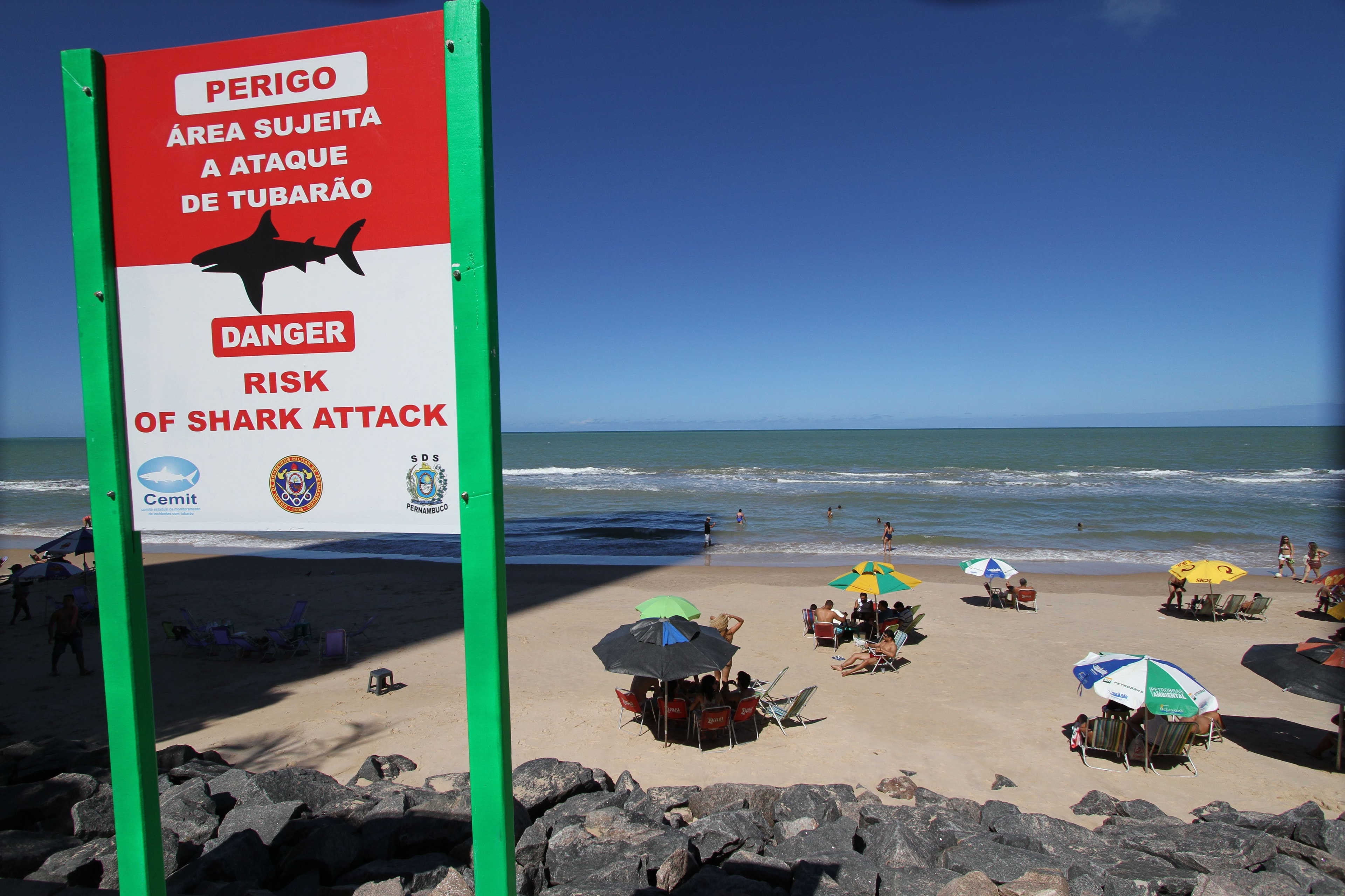 Vítimas de ataques de tubarão estão internadas na UTI em Pernambuco
