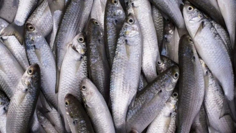 Governo amplia cota da tainha após pressão de pescadores em SC