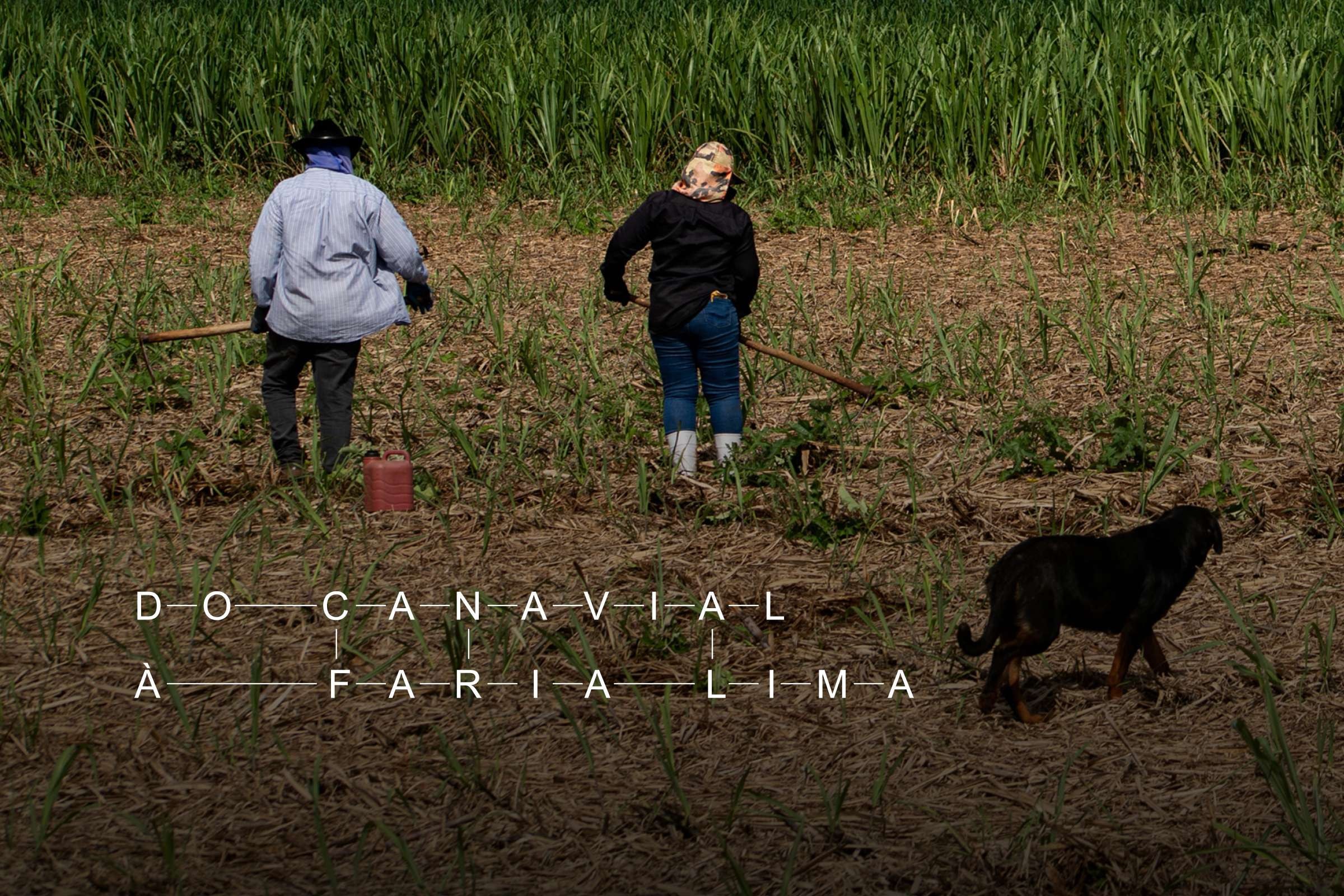 Carbono oculto: acusados aprofundaram crise nos canaviais de SP