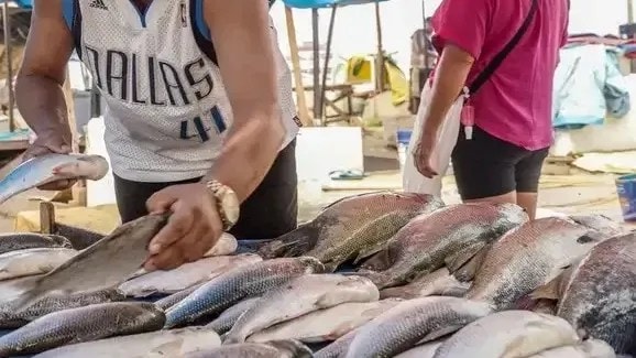 Brasil intensifica ações contra importação de tilápia